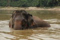 Indian elephant taking a bath in the Mekong River after the tourist-