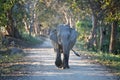 Indian elephant walking down the road Royalty Free Stock Photo