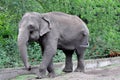 Indian elephant. Indian elephant in the zoo aviary Royalty Free Stock Photo