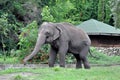 Indian elephant. Indian elephant in the zoo aviary. Royalty Free Stock Photo