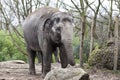Indian elephant. Indian elephant in the zoo aviary Royalty Free Stock Photo