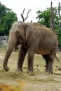 Indian elephant in zoological garden enclosure in Prague Royalty Free Stock Photo