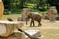 Indian elephant in zoological garden enclosure in Prague Royalty Free Stock Photo