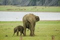 Indian Elephants Royalty Free Stock Photo