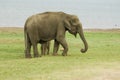 Indian Elephants Royalty Free Stock Photo