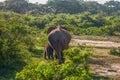 Indian elephants Baby with its mother