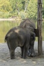 Indian elephants enjoying good wather and playing