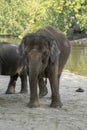 Indian elephants enjoying good wather and playing Royalty Free Stock Photo