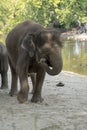 Indian elephants enjoying good wather and playing Royalty Free Stock Photo
