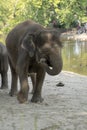 Indian elephants enjoying good wather and playing