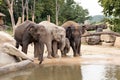 Indian elephants family in the Prague Zoo Royalty Free Stock Photo