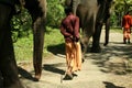 Indian elephants with mahout