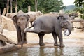 Indian elephants in the Prague Zoo Royalty Free Stock Photo