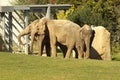 Indian Elephants in ZOO