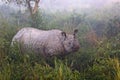 Indian endangered Rhino in Kaziranga National Parc Royalty Free Stock Photo