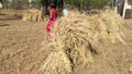 Indian family members working at wheat field with children