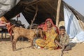 Indian family together with a goat outdoors in desert on time Pushkar Camel Mela, Rajasthan, India Royalty Free Stock Photo