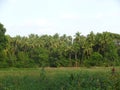 indian farm with coconut tree