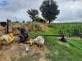 An indian farm greenry trees clouds engine boarwell
