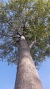 Indian farm tree and forest Royalty Free Stock Photo