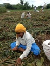 Indian farm workers working in farm