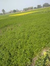 This is a indian farme .farme in coriander Royalty Free Stock Photo