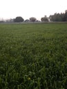 This is a indian farme .farme in wheat plants Royalty Free Stock Photo