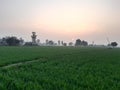 Indian farmer beautiful field from state Haryana