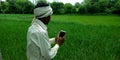 An indian farmer capturing picture of wheat grain grass Royalty Free Stock Photo