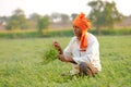 Indian farmer at the chickpea field, farmer showing chickpea plant