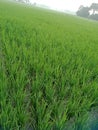 Indian farmer field photo. Beautiful , super