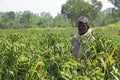 Indian Farmer at Finger Millet Field in Bangalore, India