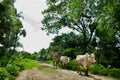 Indian Farmer