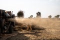 Indian farmer harvesting crop in thrashing machine