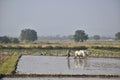 Indian farmer in his paddy field