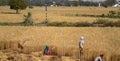 Indian farmer holding crop plant in his Wheat field