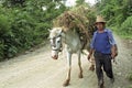 Indian farmer with loaded horse during work Royalty Free Stock Photo