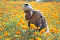 An indian farmer with marigold crop