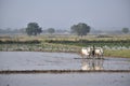 Indian farmer in Paddy field