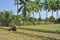 Indian Farmer ploughing field with the help of power tiller