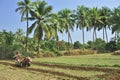 Indian Farmer ploughing field with the help of power tiller