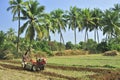 Indian Farmer ploughing field with the help of power tiller