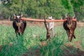 An indian farmer ploughing the field in rural, latur maharashtra