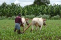 Indian Farmer Ploughing