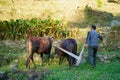 Indian Farmer Ploughing rice fields with a pair of oxes using traditional plough at sunrise