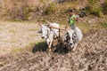 An Indian farmer plowing a field with two oxen