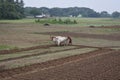 Indian farmer plowing his field with bullocks