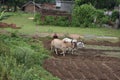 Indian farmer plowing his field with bullocks