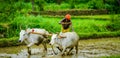 Indian farmer plowing rice paddy with buffaloes