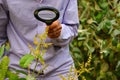Indian farmer searching insect from flowering mango tree in spring